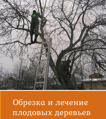 obrezka-plodovyh Обрезка и лечение плодовых