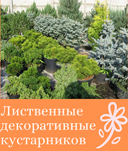 Лиственные декоративные кустарники