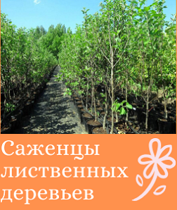 Саженцы лиственных деревьев