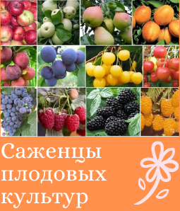 Саженцы плодовых и ягодных культур
